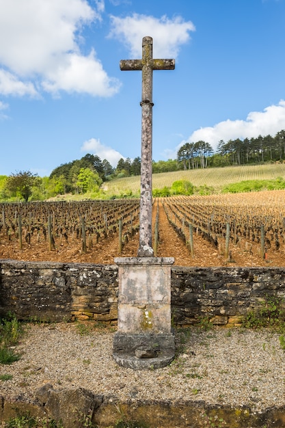 Viñedo en Borgoña, Francia, con una cruz de piedra con cielo despejado