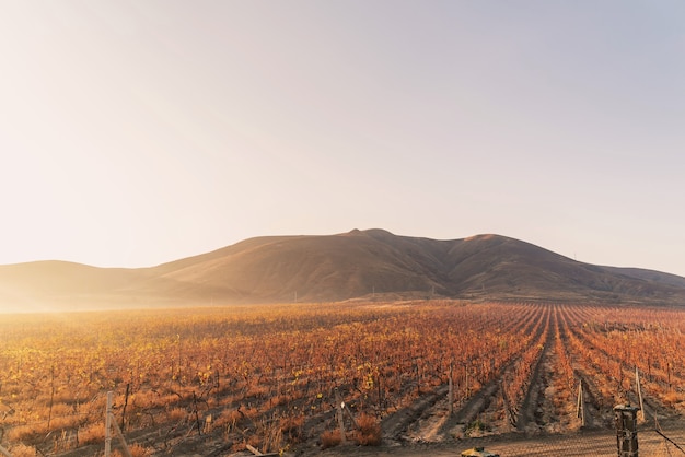 Viñedo en el cálido sol de otoño temprano en la mañana