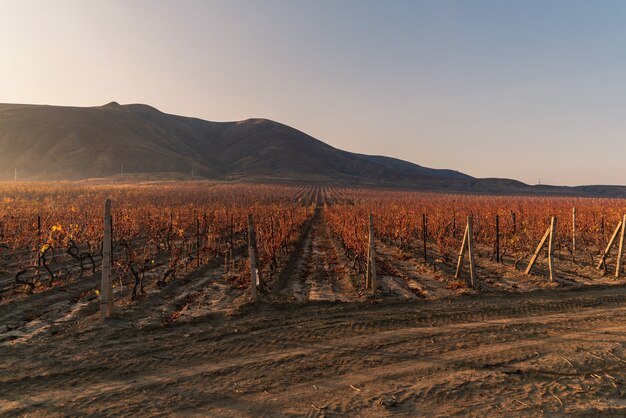 Viñedo en el cálido sol de otoño temprano en la mañana