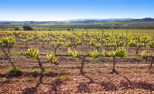 Viñedo en el Camino de Santiago Levante.