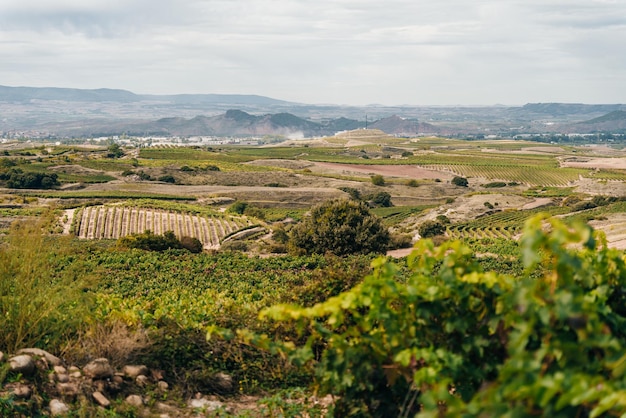 Foto viñedo en el camino de santiago de navarra españa