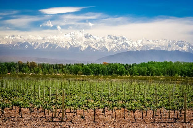 Foto viñedo cerca de mendoza