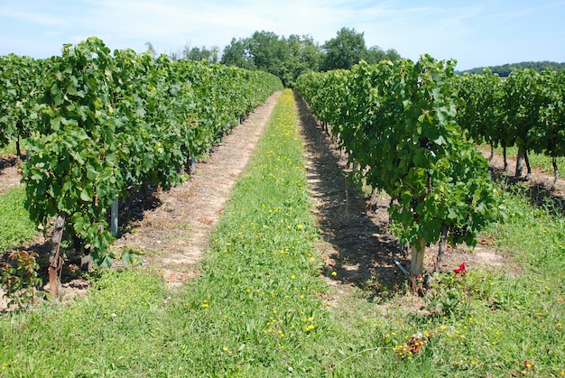 Viñedo en Charentes en verano