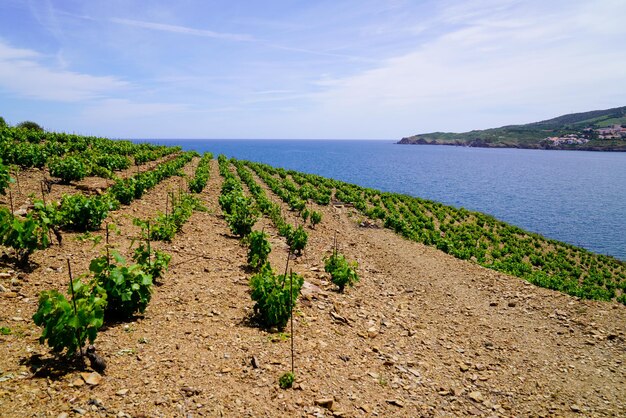 Viñedo de Collioure y vino Banyuls con costa marina de Vermeille en Pirineos Orientales Francia