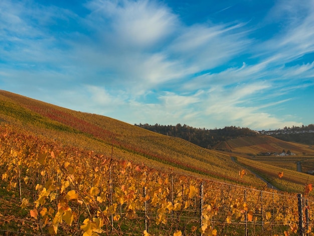 viñedo colorido en un día soleado a finales de otoño