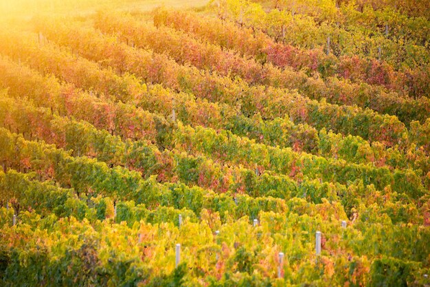 Foto viñedo colorido en otoño agricultura y ganadería.