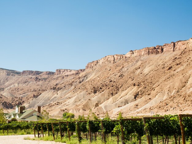 Viñedo en época de cosecha en Palisade, Colorado