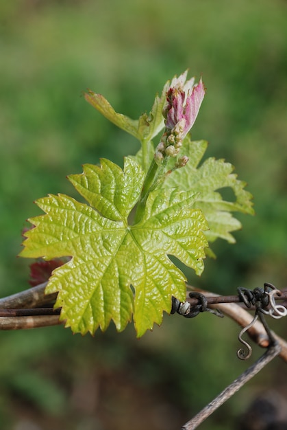 Viñedo en francia