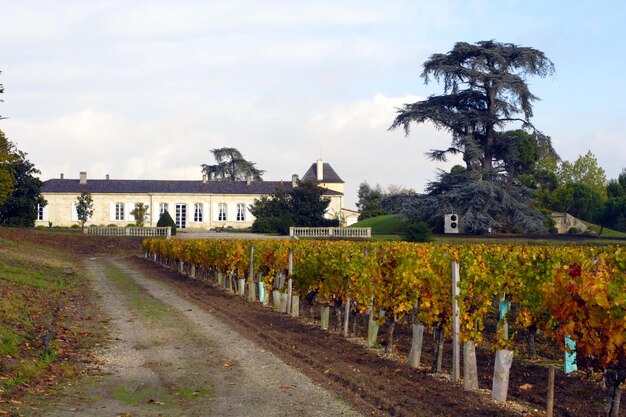 Viñedo y hermosa mansión detrás en otoño