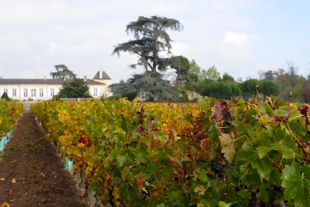 Viñedo y hermosa mansión detrás en otoño