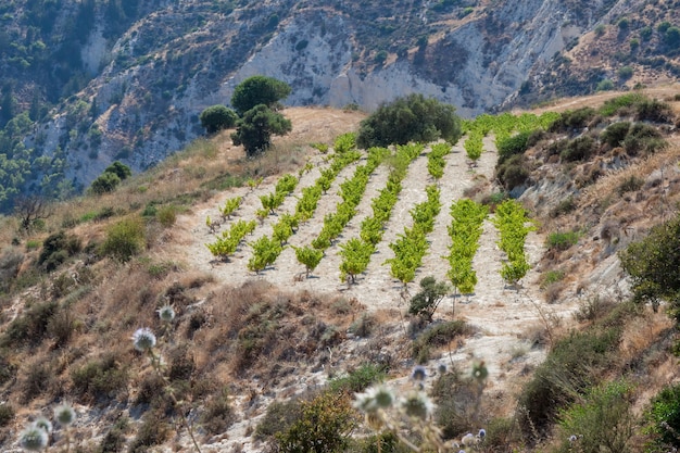 Viñedo en la ladera de una colina en Chipre