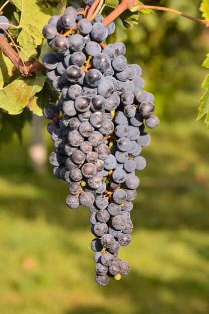 Foto el viñedo está listo para producir vino