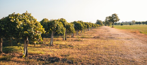 Viñedo listo para la vendimia Producción de vinagre balsámico de Módena Italia