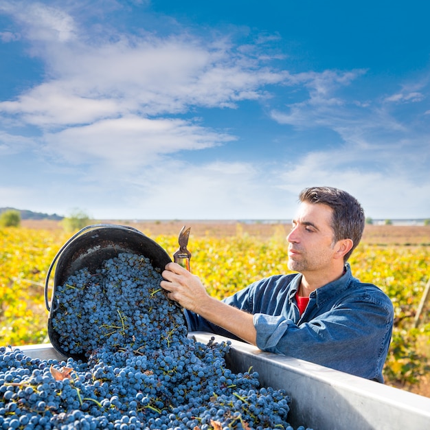 Viñedo mediterráneo agricultor cosecha Cabernet Sauvignon