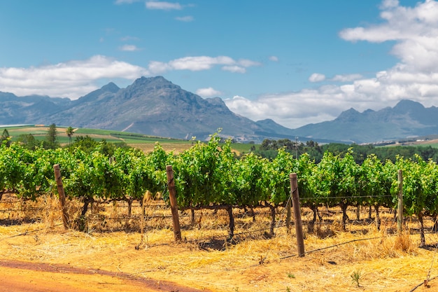 Viñedo y las montañas en la ciudad de Franschhoek en Sudáfrica