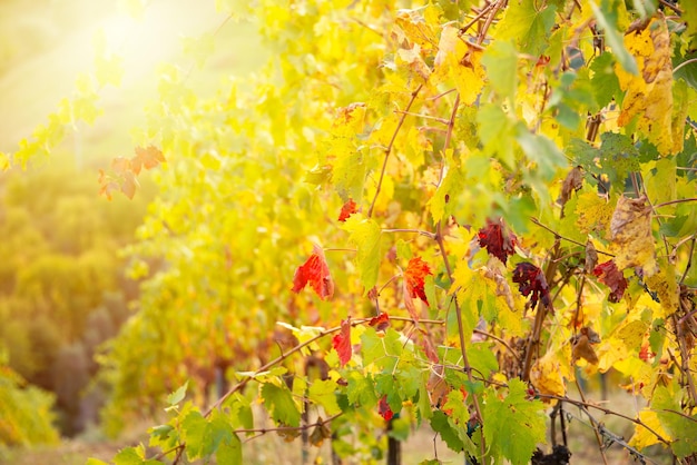 Viñedo en otoño Plantas de vid en día soleado