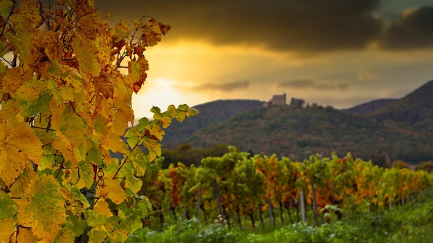 Viñedo en otoño en Renania Palatinado