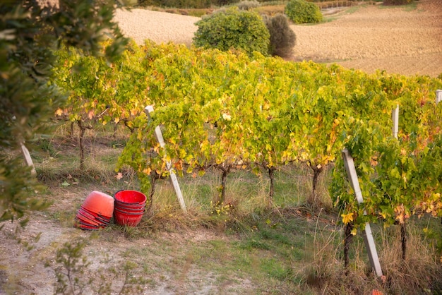 Viñedo en otoño durante la temporada de cosecha agricultura y ganadería