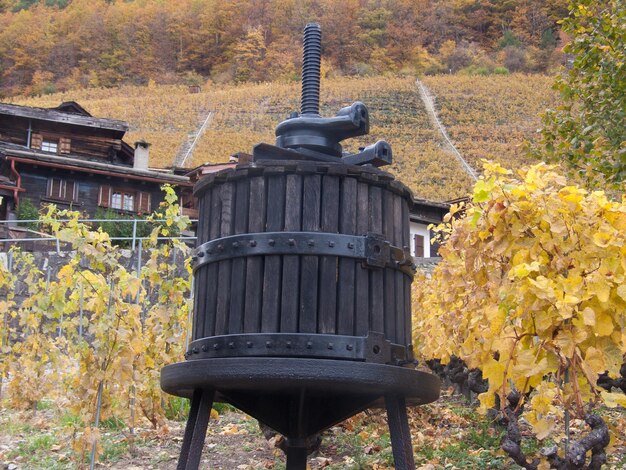 Foto viñedo le perrey martigny valais suiza