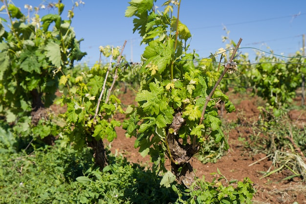 Viñedo de primavera con cielo azul