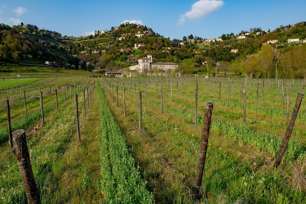 Viñedo en primavera en las colinas de bergamo