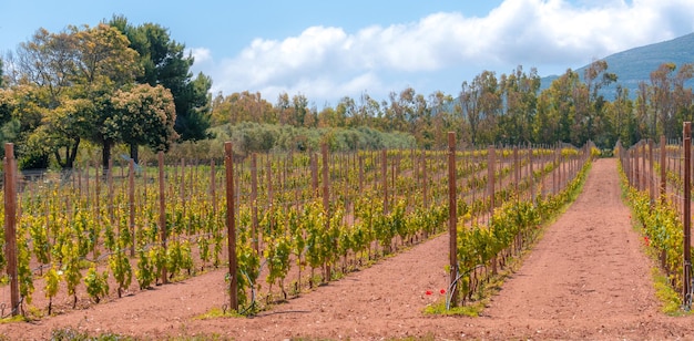 Viñedo en primavera