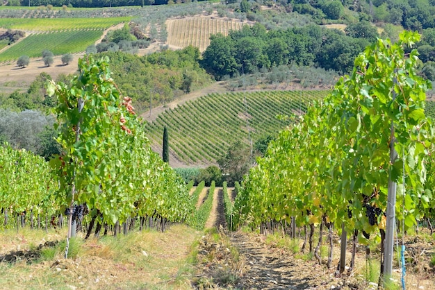 Viñedo que crece en una colina en Toscana, Italia