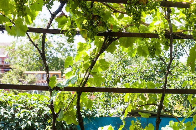 Viñedo sombrío en el patio trasero de la casa de campo