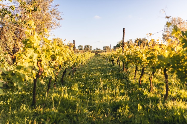 Viñedo toscano al atardecer