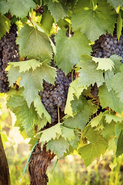 Viñedo toscano con uvas rojas.