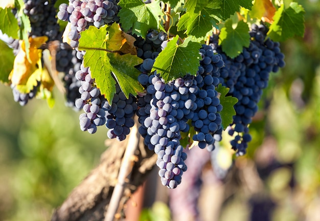 Viñedo toscano con uvas rojas.