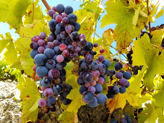 El viñedo de uvas, agricultura (viñedos de Turquía Izmir)