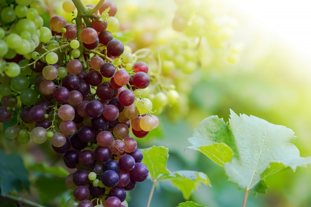 Viñedo con uvas maduras en el campo, uvas moradas cuelgan de la vid