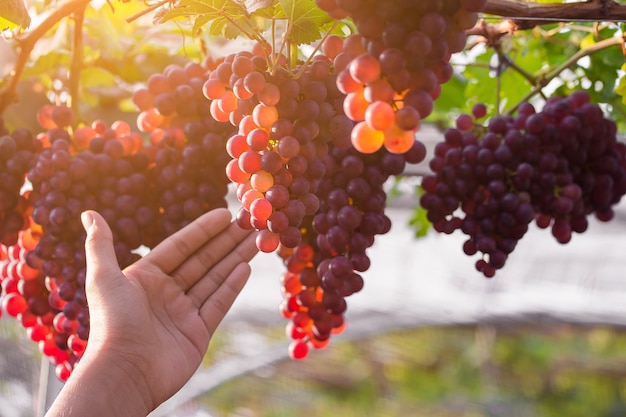 Viñedo con uvas maduras listas para ser vendidas