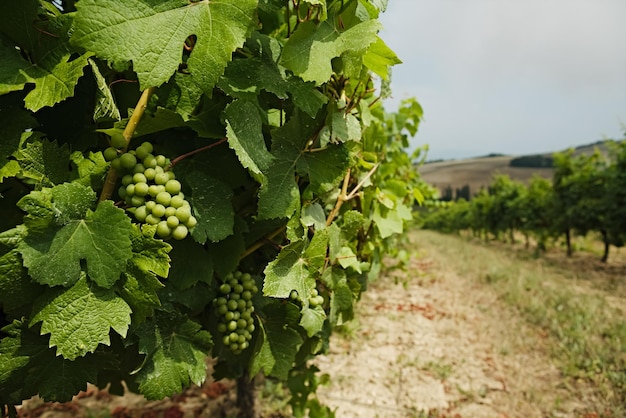 Viñedo con uvas verdes