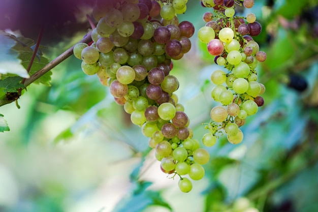 Viñedo con uvas de vino blanco en el campo, racimos de uva soleados en la vid