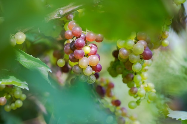 Viñedo con uvas de vino blanco en campo.