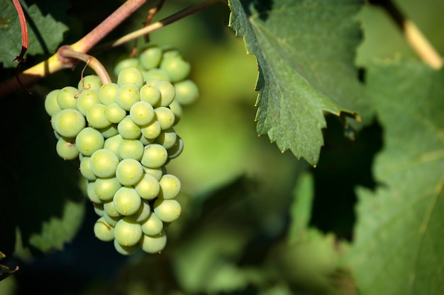 Viñedo de las uvas del vino blanco de Chardonnay Borgoña Francia