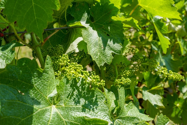 Viñedo en el valle de Napa Condado de Napa en el paisaje de viñedos de la región vinícola de California