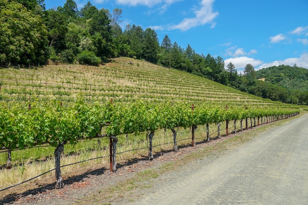 Viñedo en el valle de Napa Condado de Napa en el paisaje de viñedos de la región vinícola de California