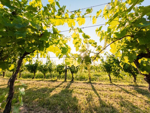 El viñedo verde a la luz del sol