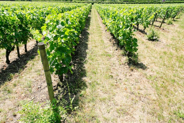 Viñedo verde en la región de Val de Loire de Francia