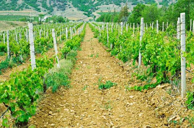 Viñedo verde en el valle sur con montañas, antecedentes agrícolas