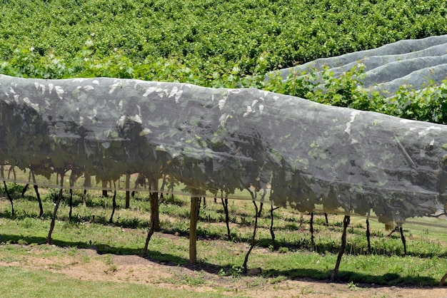 Viñedo con viñas cubiertas con red