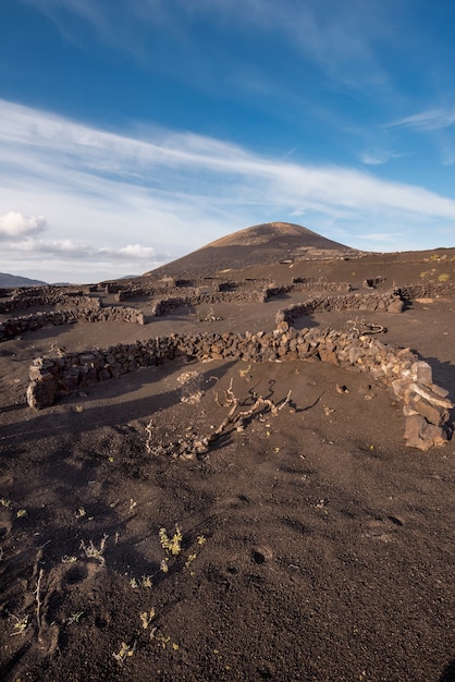 Viñedo volcánico en La Geria, Lanzarote, islas Canarias, España.