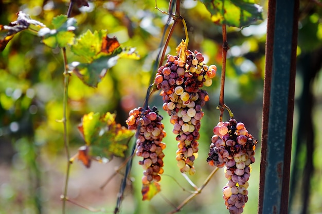 Viñedos al atardecer en la cosecha de otoño. Uvas maduras en otoño. Región de Puglia de Italia.