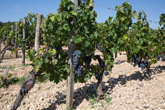 Viñedos al atardecer en la cosecha de otoño. Uvas maduras en otoño.