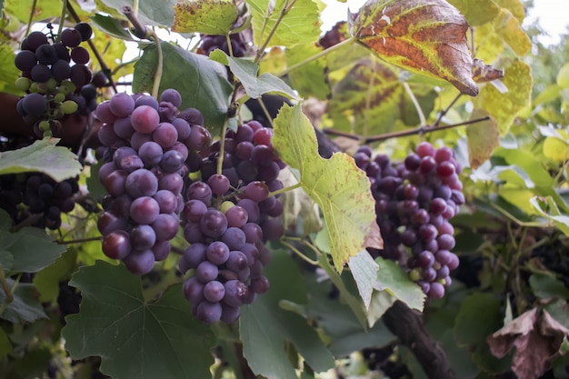 Viñedos al atardecer en la cosecha de otoño. Uvas maduras en otoño.