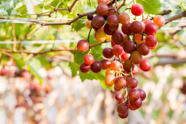 Viñedos al atardecer en la cosecha de otoño. Uvas maduras en otoño.