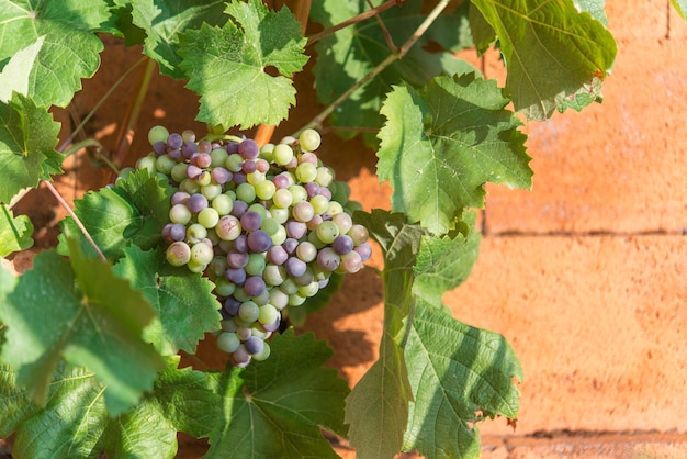 Viñedos al atardecer. Uvas maduras en otoño.